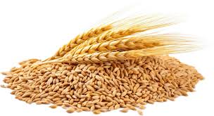 Wheat Shresth HD 2687