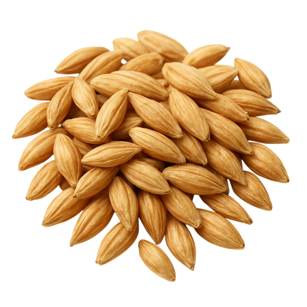 Barley grains for brewing