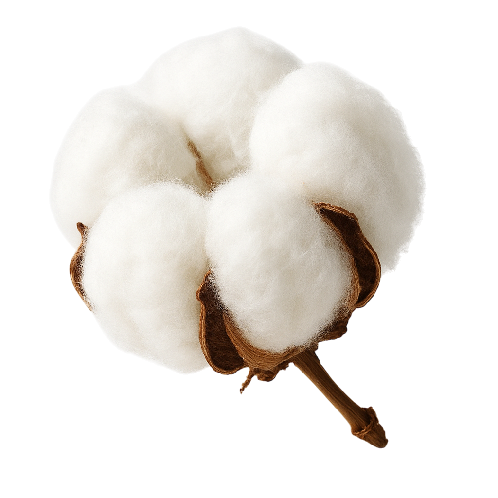 Cotton - Raw fiber